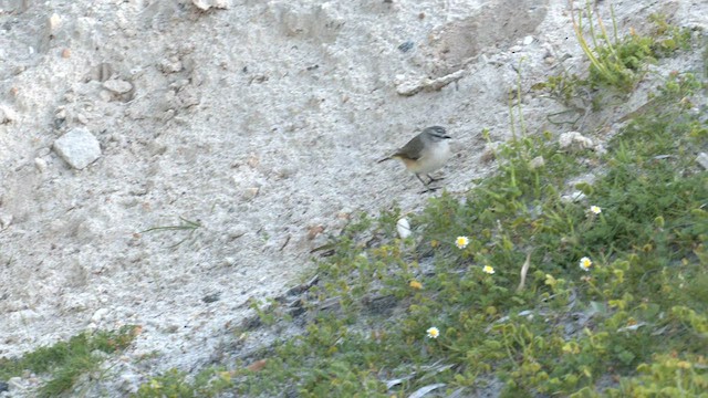 Шиподзьоб жовтогузий - ML608388589