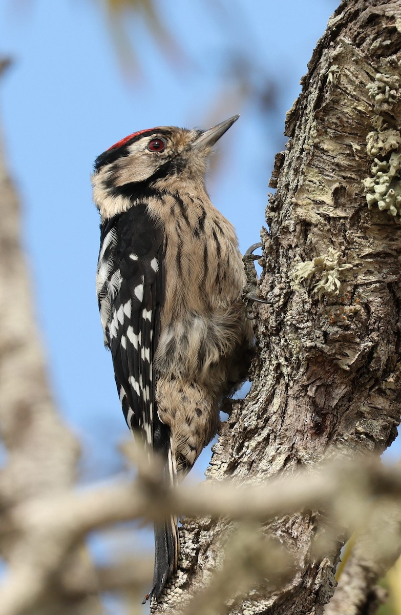 Lesser Spotted Woodpecker - ML608388617
