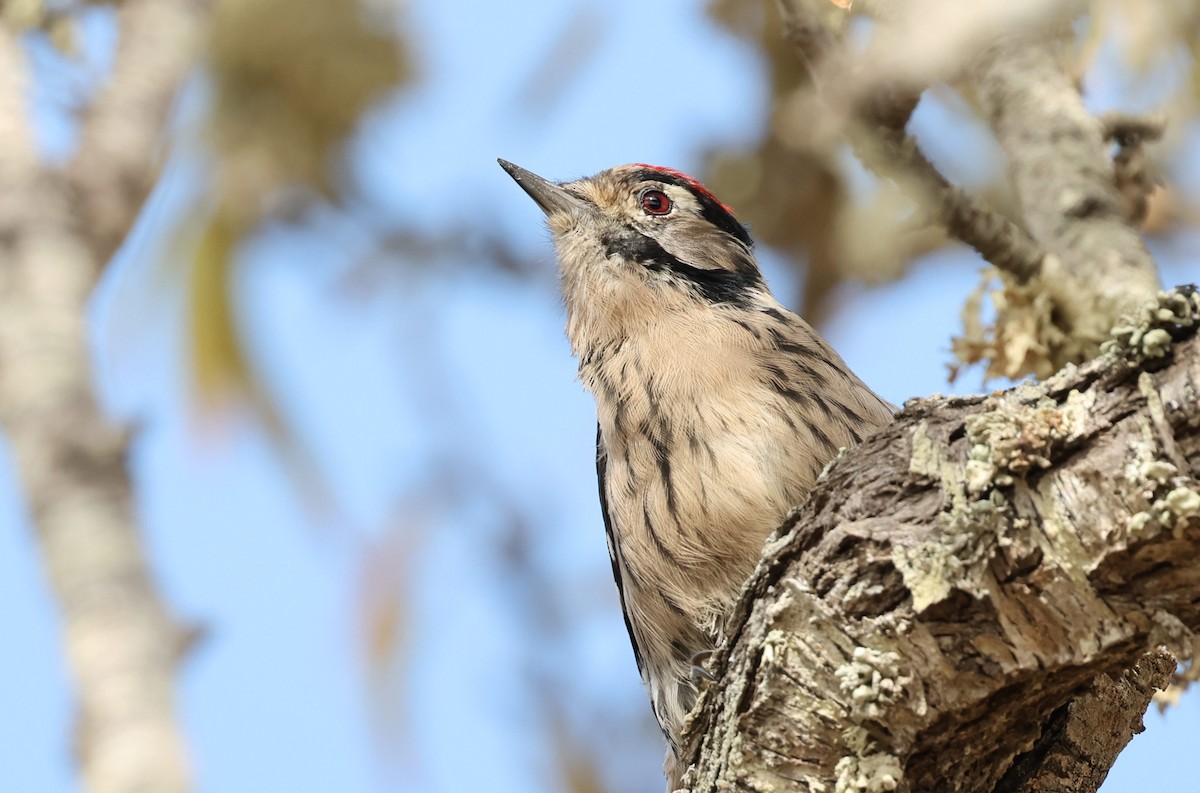 Lesser Spotted Woodpecker - ML608388618