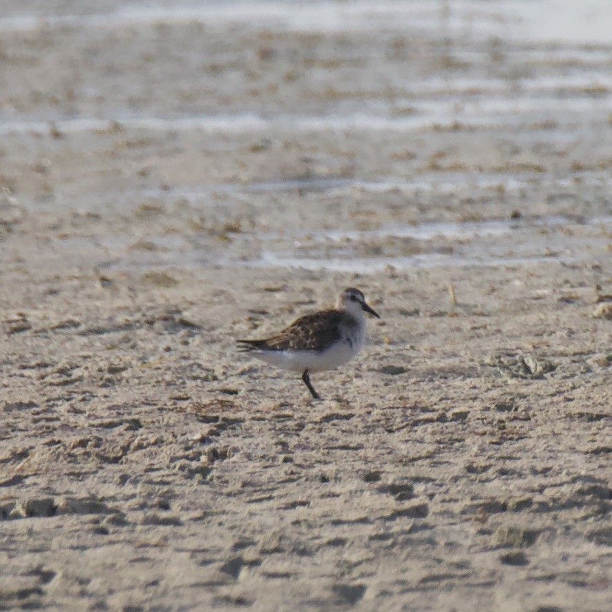 Little Stint - ML608388723