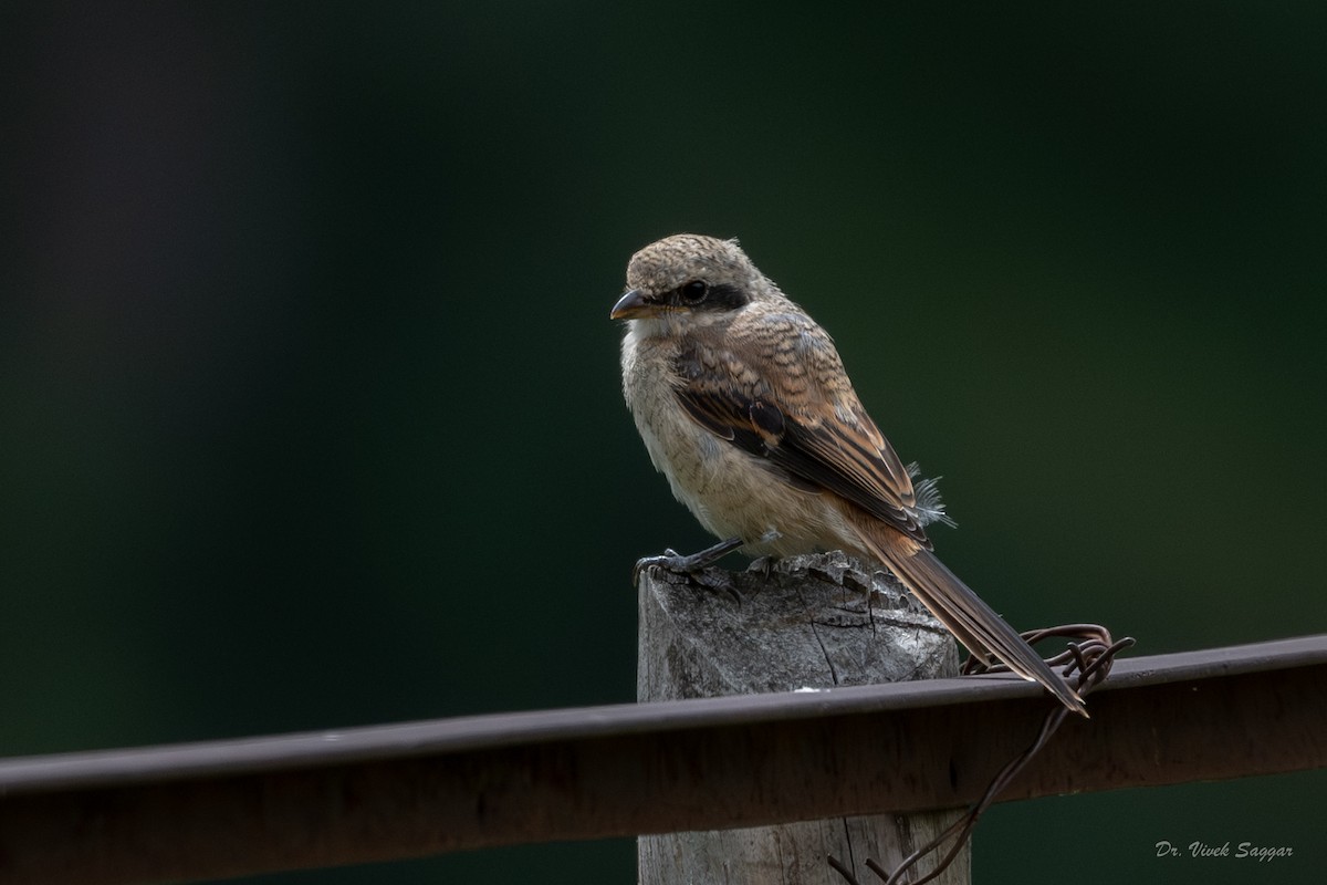 Long-tailed Shrike - ML608388865