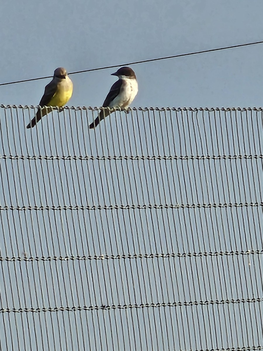 Western Kingbird - Bret Lang