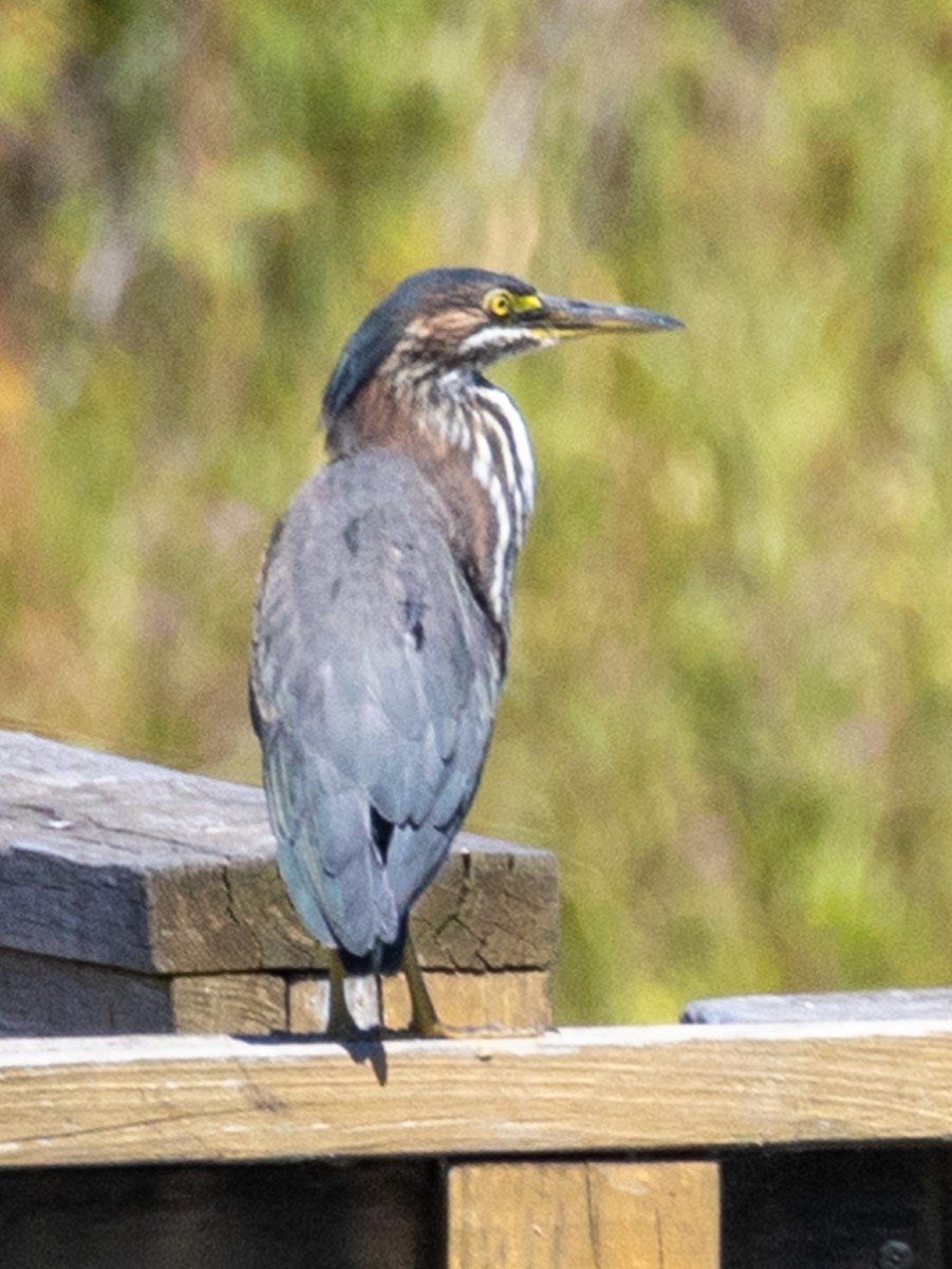 Green Heron - ML608389107