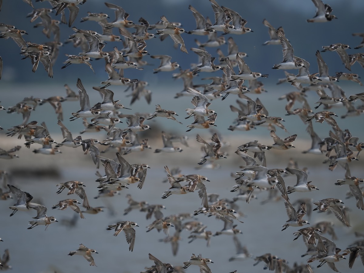 sand-plover sp. - ML608389224