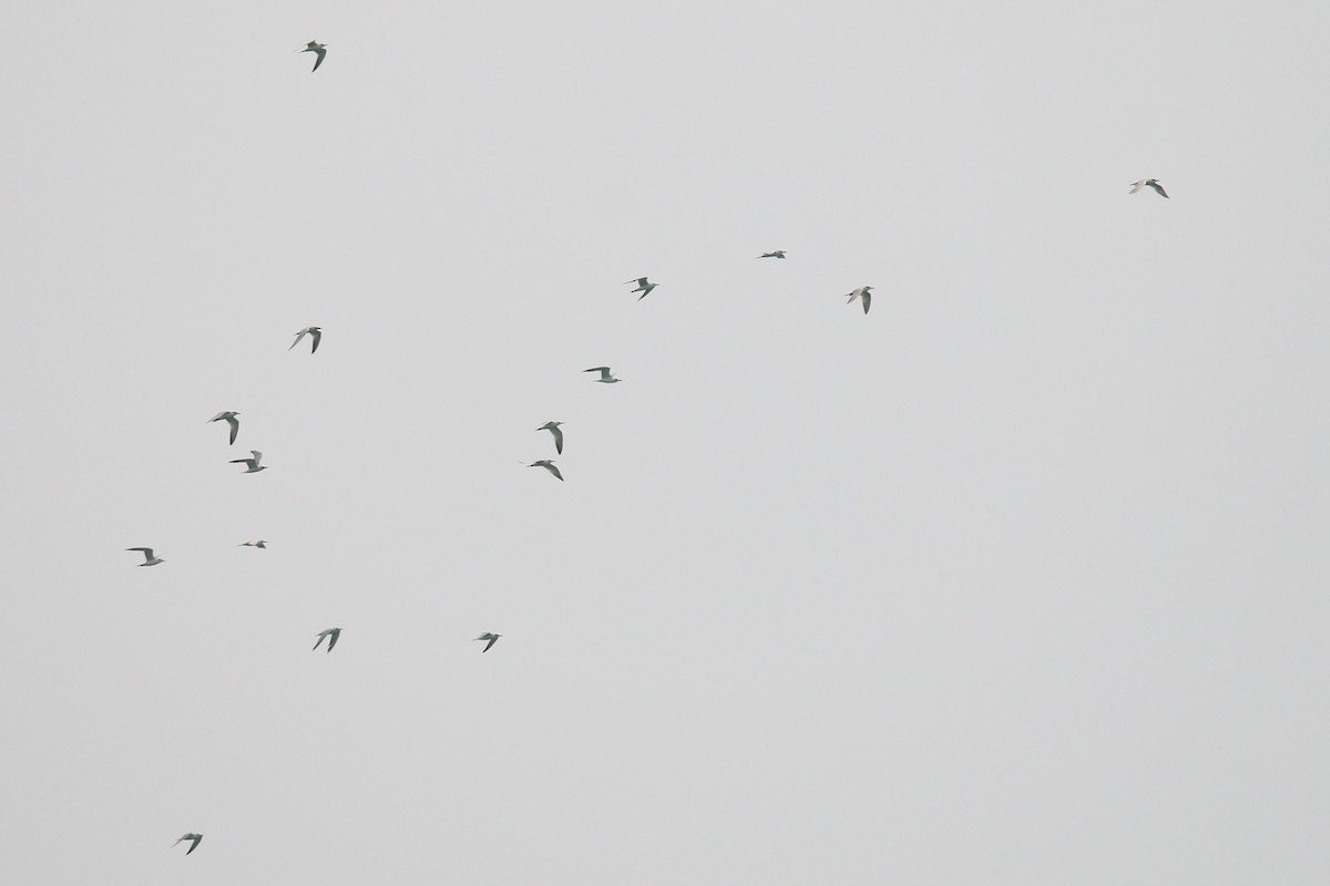 Gull-billed Tern - ML608389245