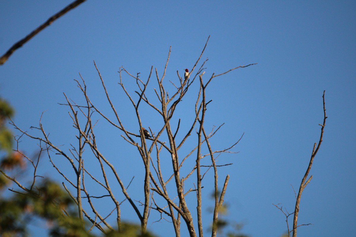 Red-headed Woodpecker - ML608389248