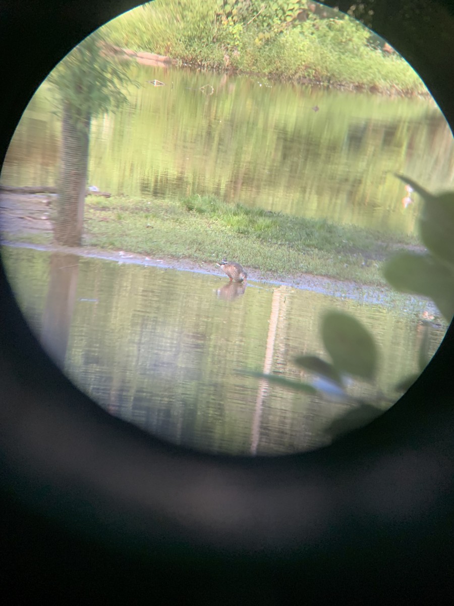 Northern Shoveler - ML608389318