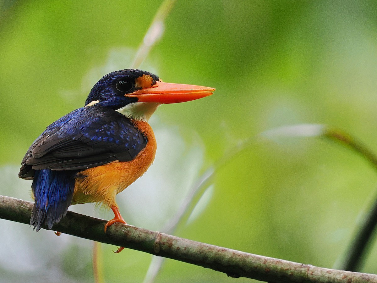 New Georgia Dwarf-Kingfisher - Mark Sutton