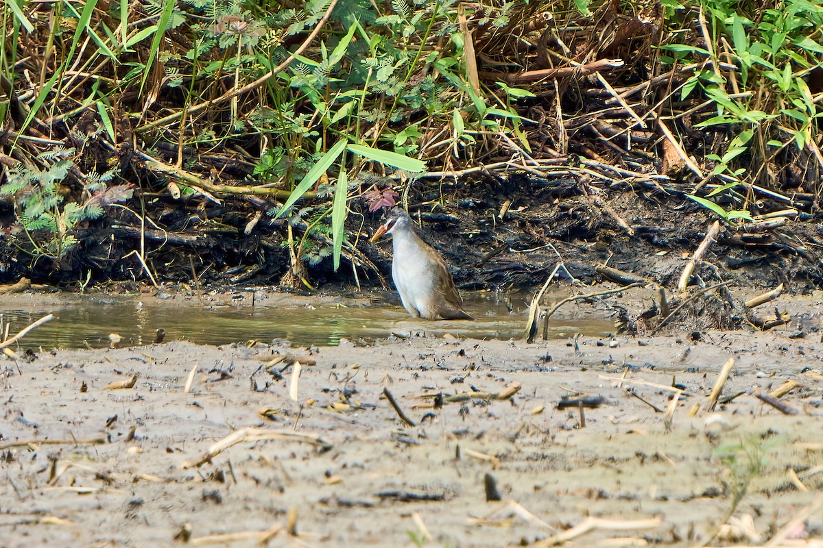 Weißbrauen-Sumpfhuhn - ML608389390