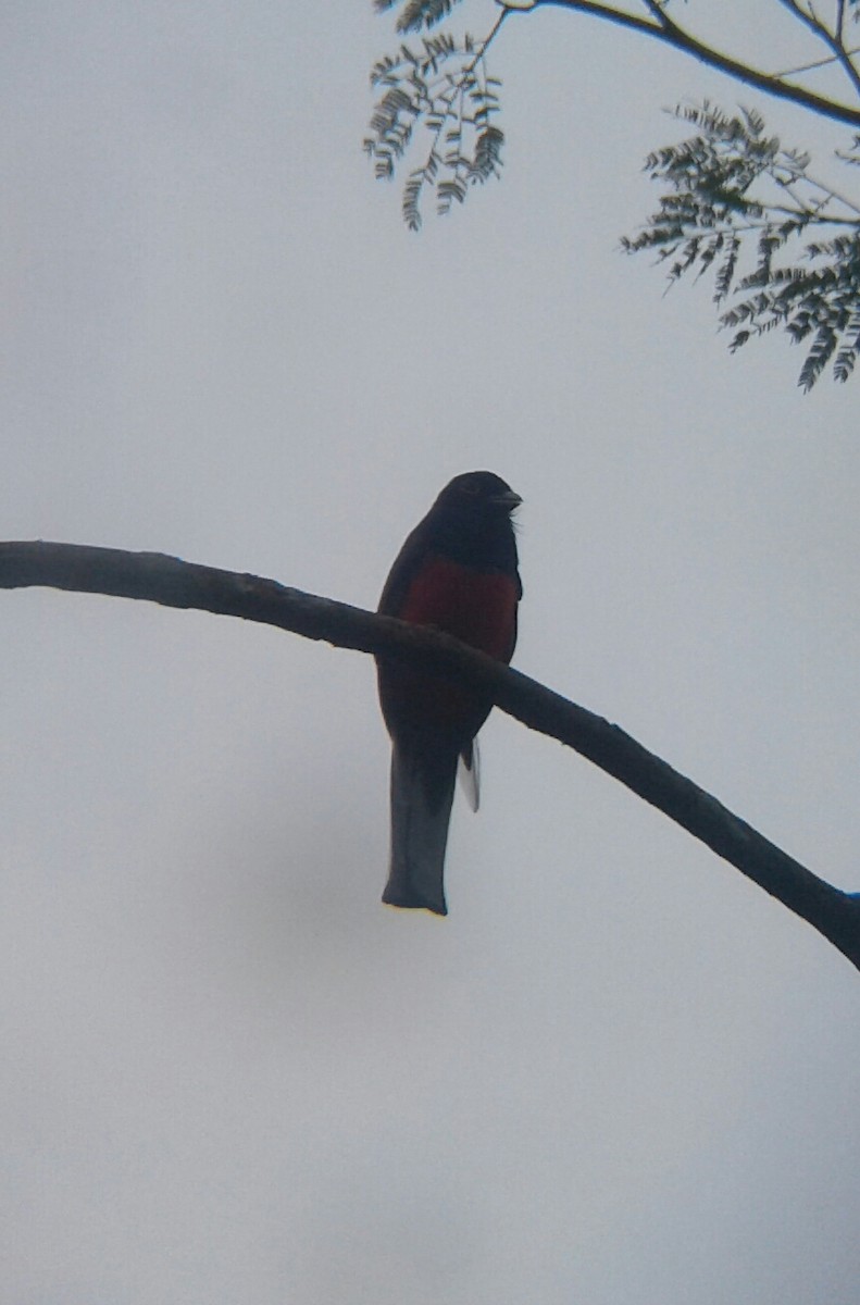 Surucuátrogon - ML608389394