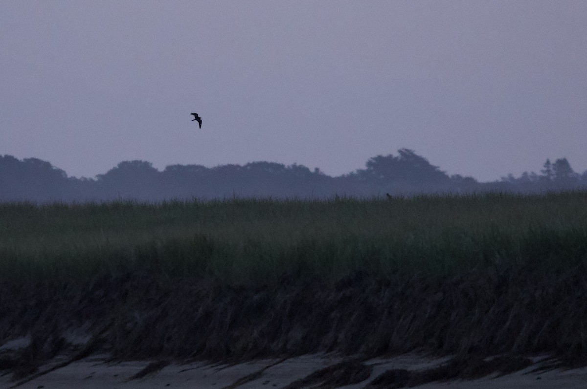 Common Nighthawk - Will Sweet