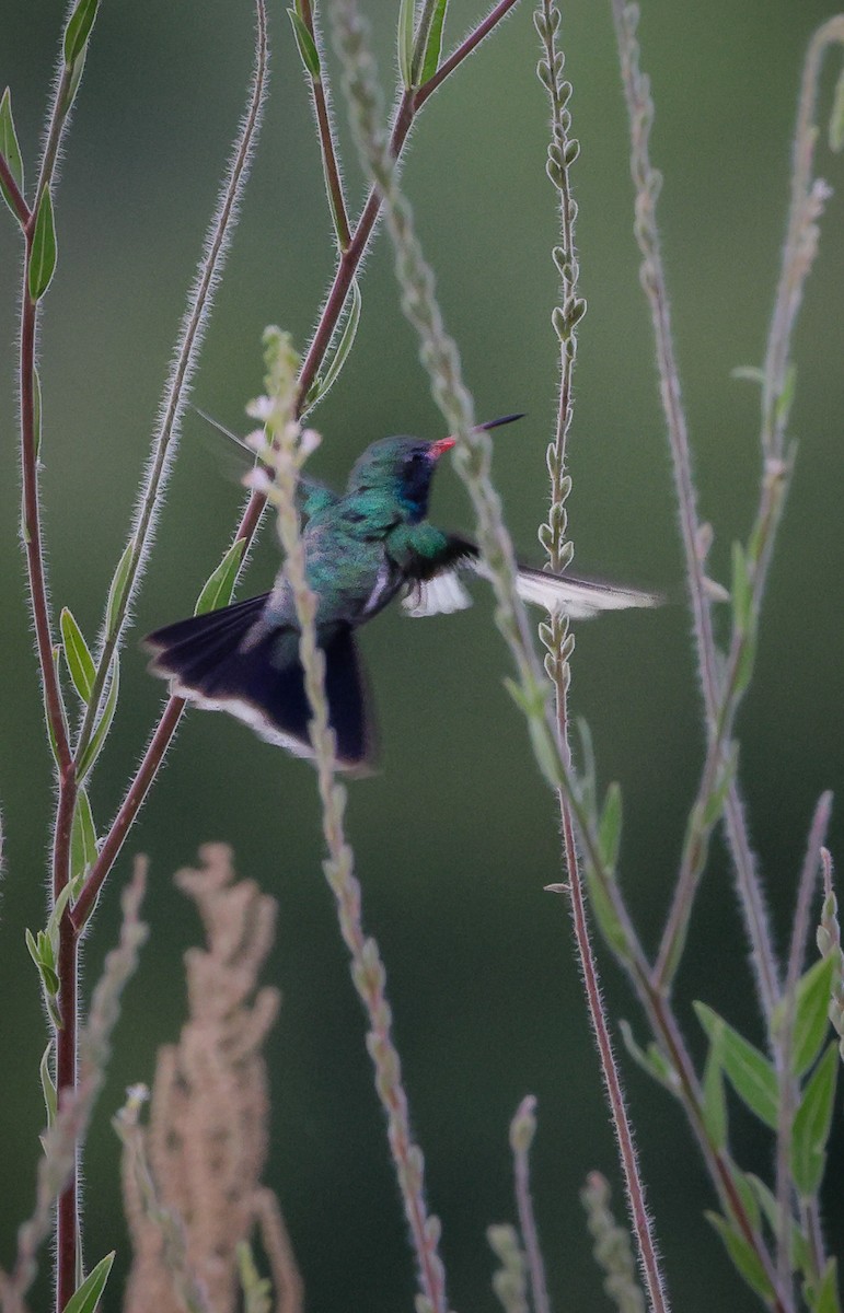 Broad-billed Hummingbird - ML608389480