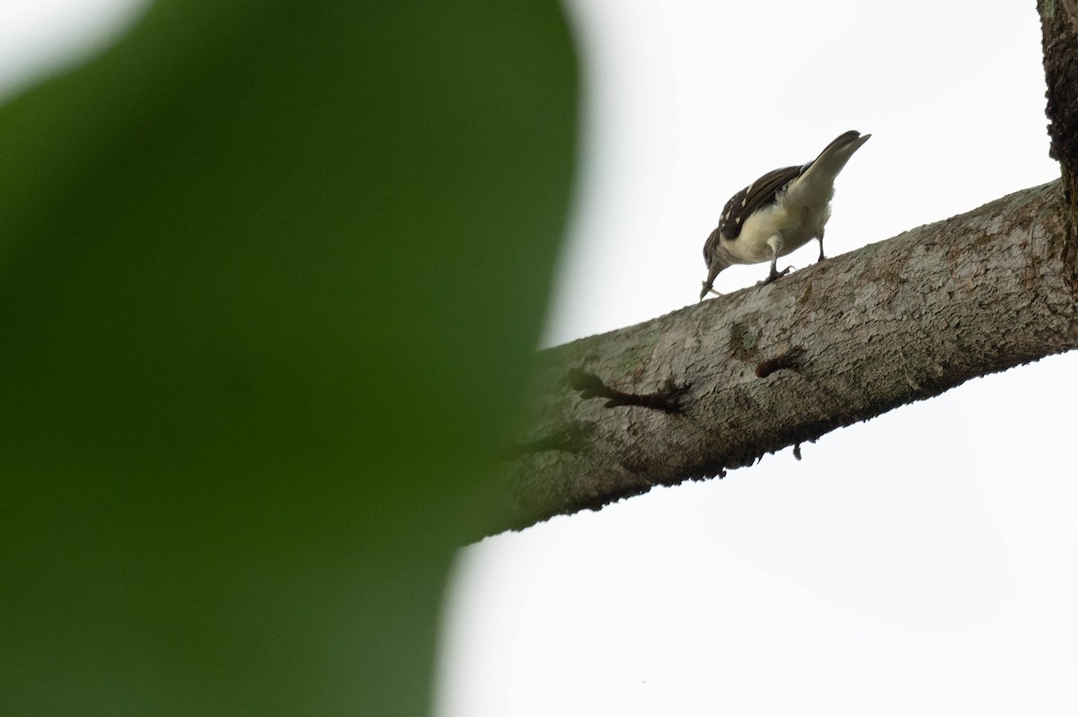 Spotted Greenbul - FELIX-MARIE AFFA'A