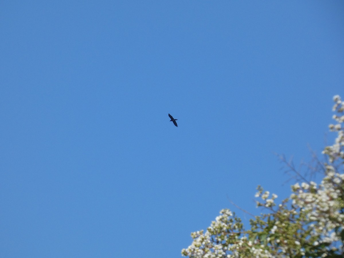 Turkey Vulture - ML608389551