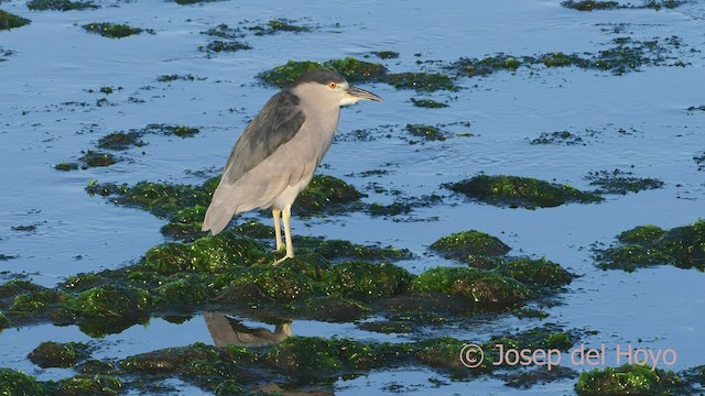 Black-crowned Night Heron - ML608389613