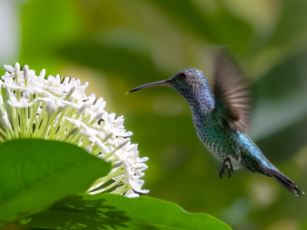 Sapphire-throated Hummingbird - Camilo Zabala