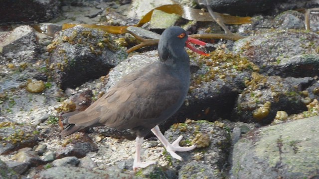 Blackish Oystercatcher - ML608389746