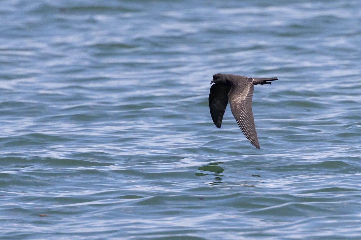 Black Storm-Petrel - Doug Gochfeld