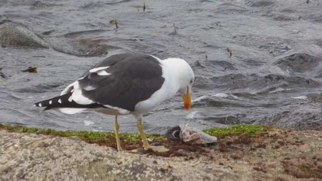 Gaviota Cocinera - ML608389802