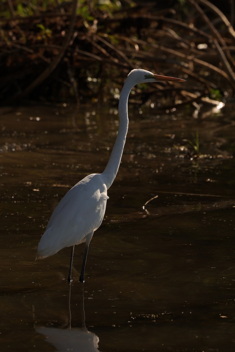 Great Egret (modesta) - Kylie-Anne Cramsie