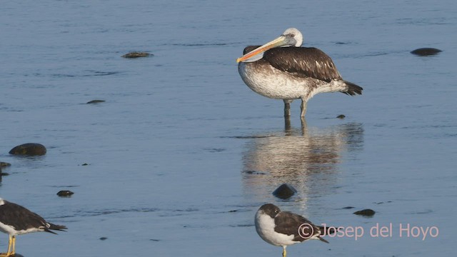 Peruvian Pelican - ML608389834