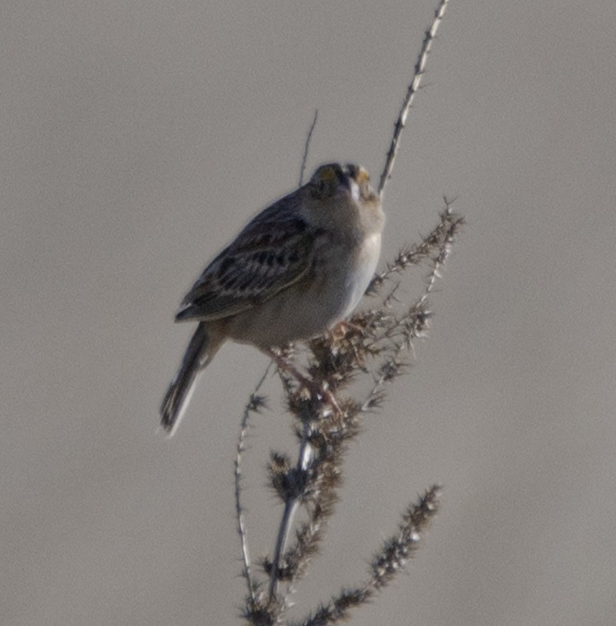 Grasshopper Sparrow - ML608389877