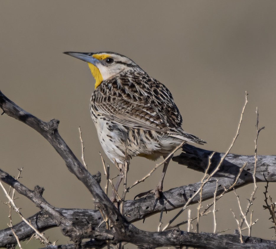 Chihuahuan Meadowlark - ML608389899