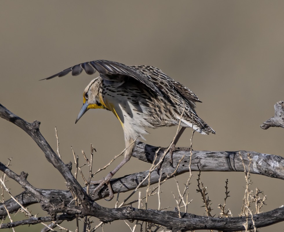 Chihuahuan Meadowlark - ML608389900