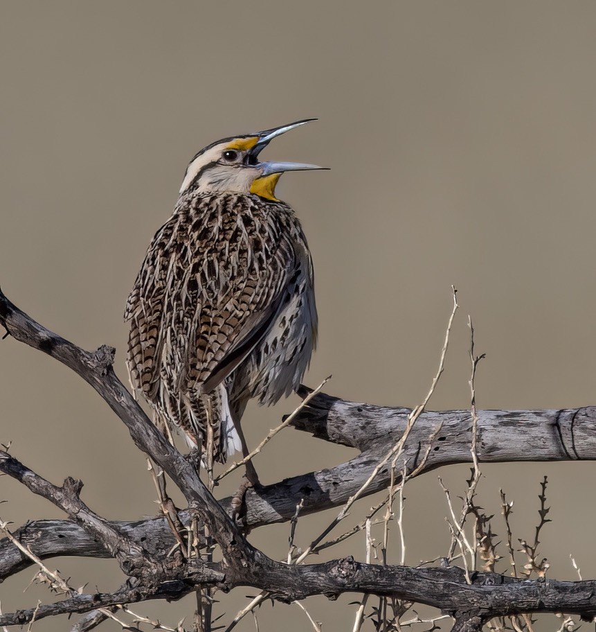 Chihuahuan Meadowlark - ML608389908