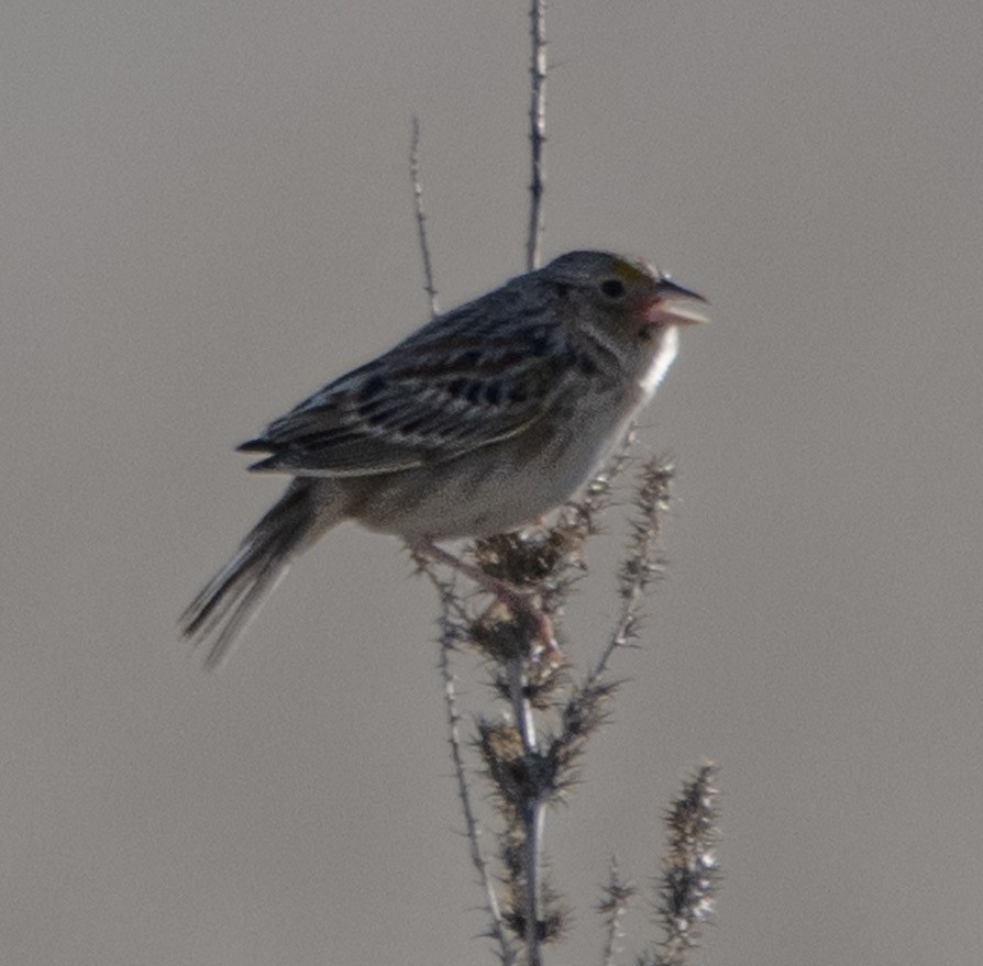 Grasshopper Sparrow - ML608389916