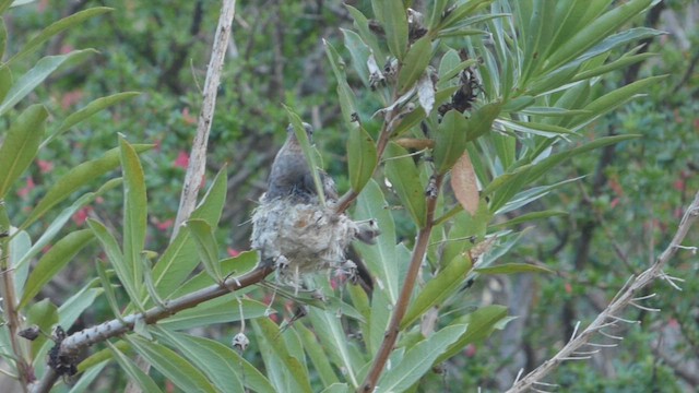 Giant Hummingbird - ML608389986