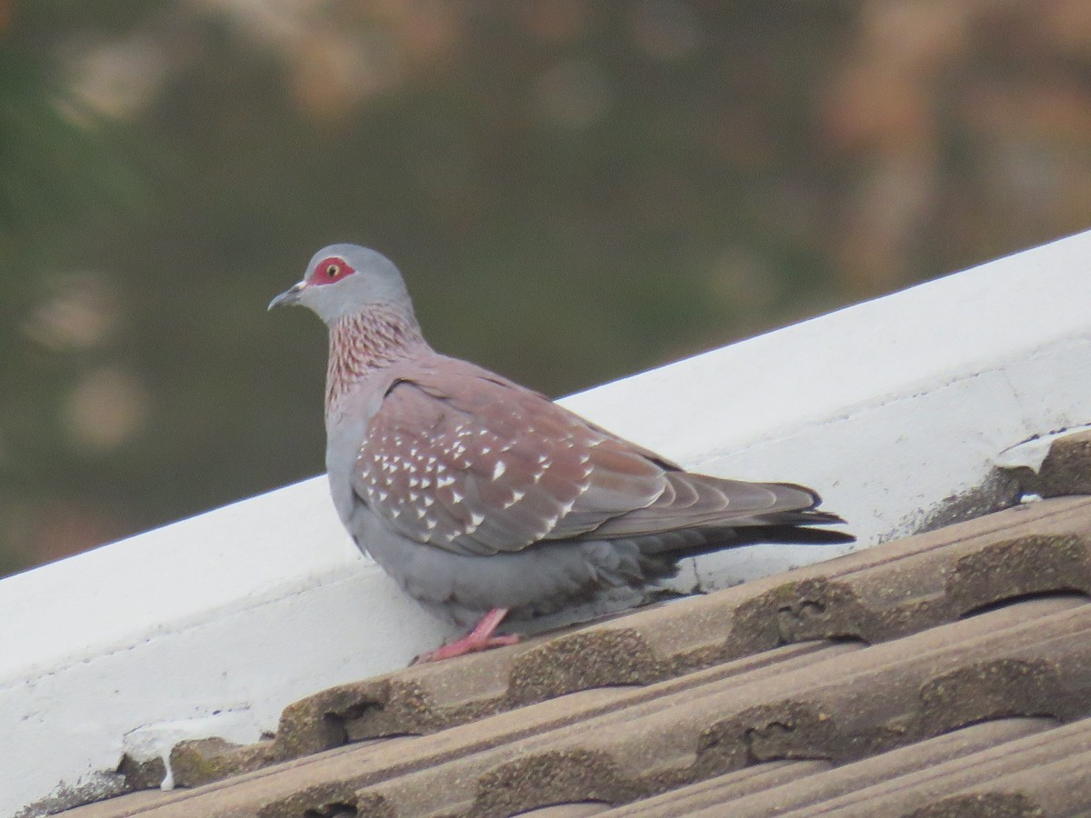 Speckled Pigeon - ML608389993