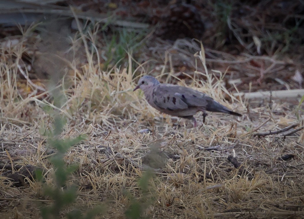 Common Ground Dove - ML608390065