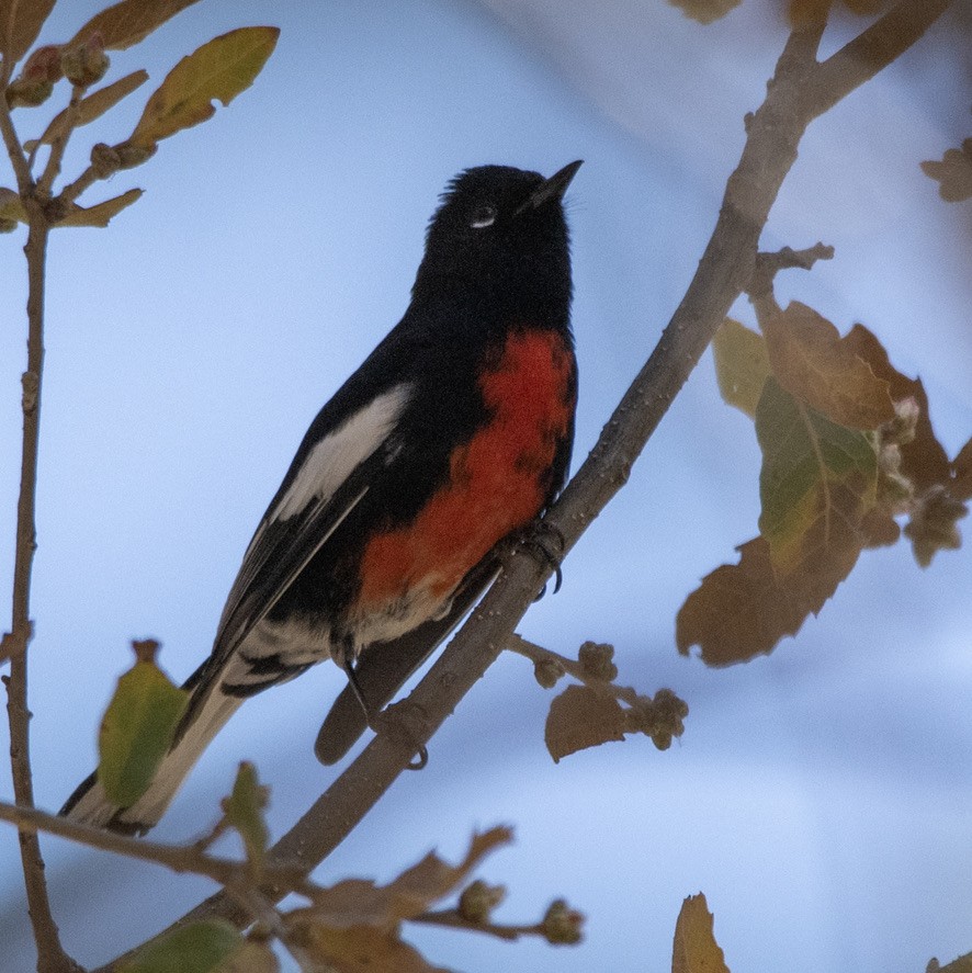 Painted Redstart - Carlton Cook