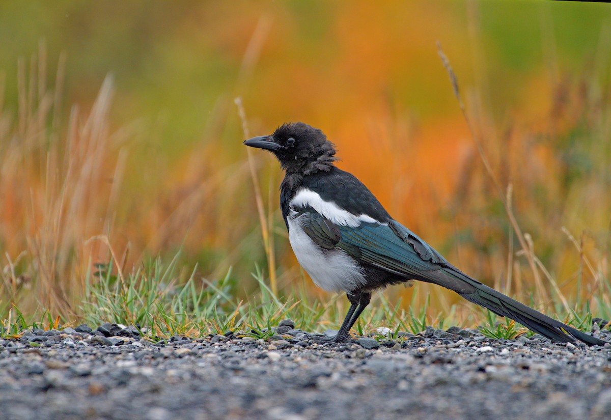 Black-billed Magpie - ML608390122