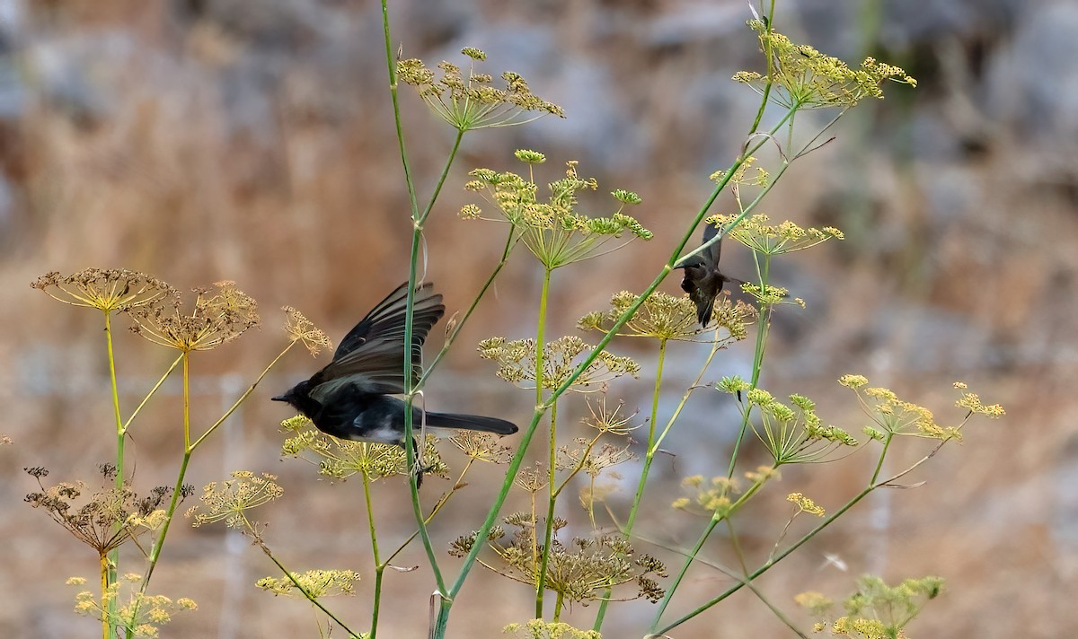 Black Phoebe - Ingrid Siegert