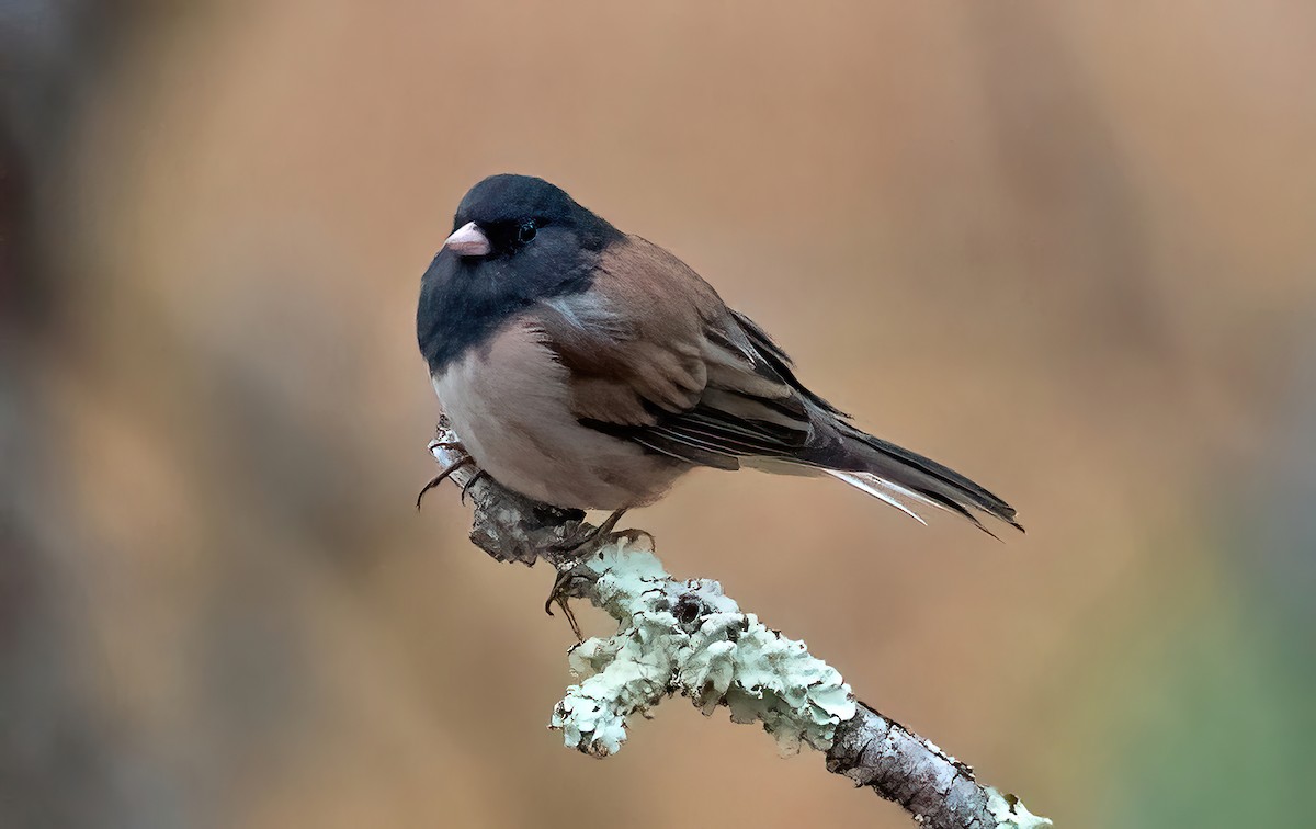 Dark-eyed Junco - Ingrid Siegert