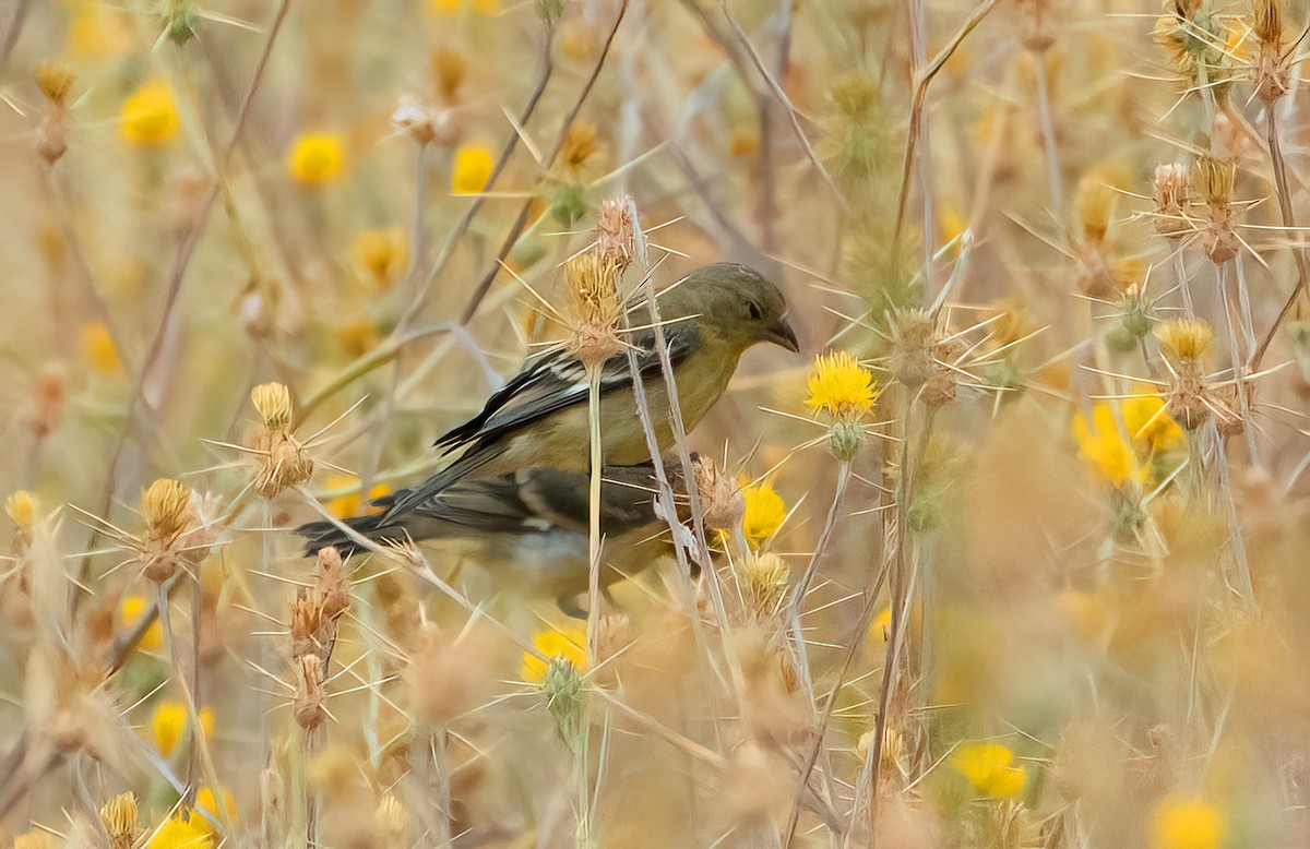 Lesser Goldfinch - ML608390370