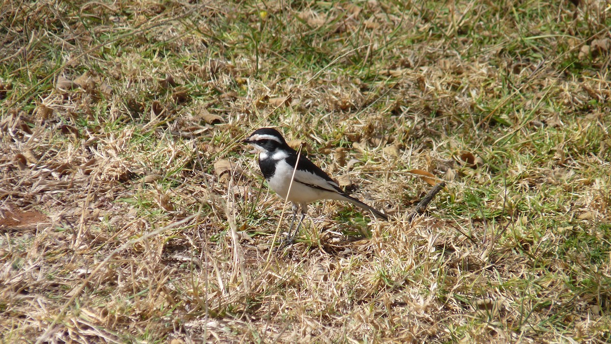 African Pied Wagtail - Martien Prins