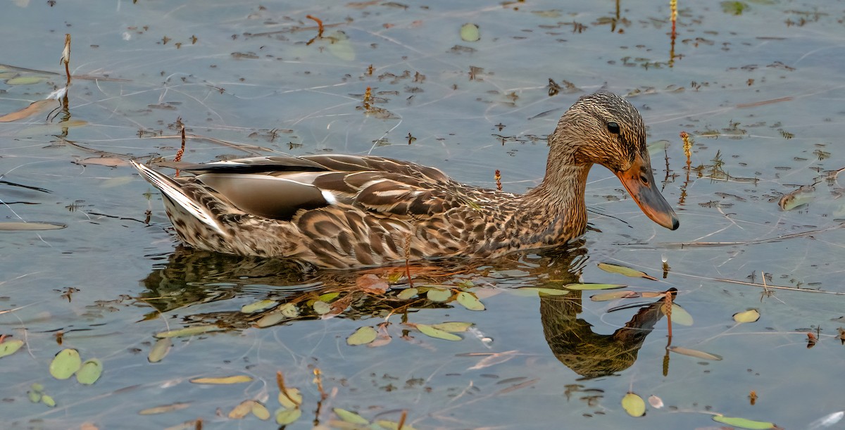 Mallard - Ingrid Siegert