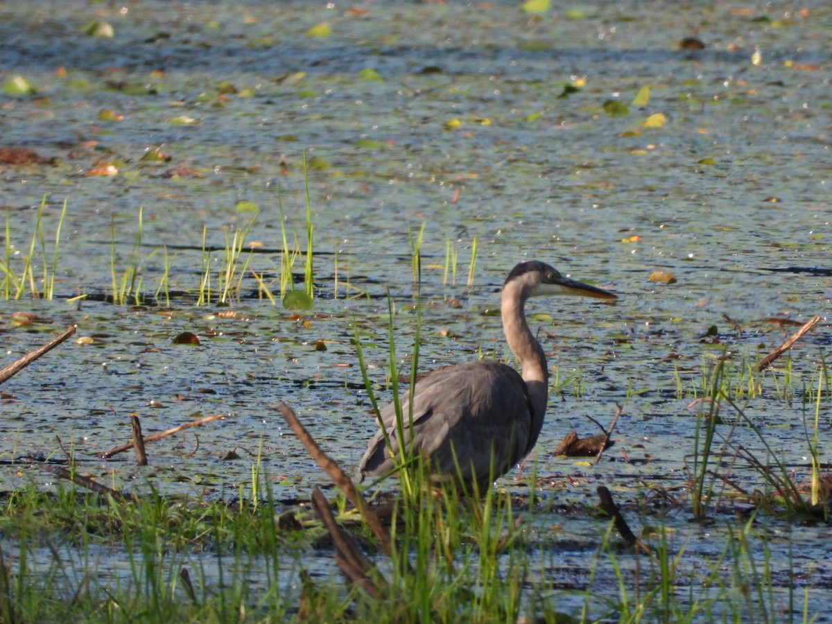 Great Blue Heron - ML608390451