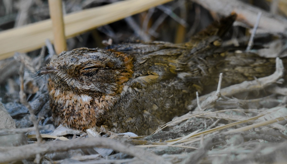 Nubian Nightjar (Nubian) - ML608390481