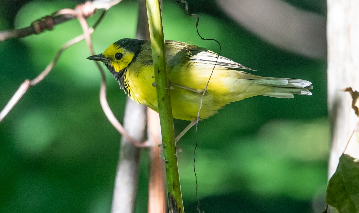 Hooded Warbler - Gale VerHague
