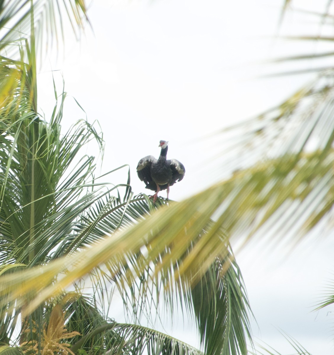 Northern Screamer - ML608390608