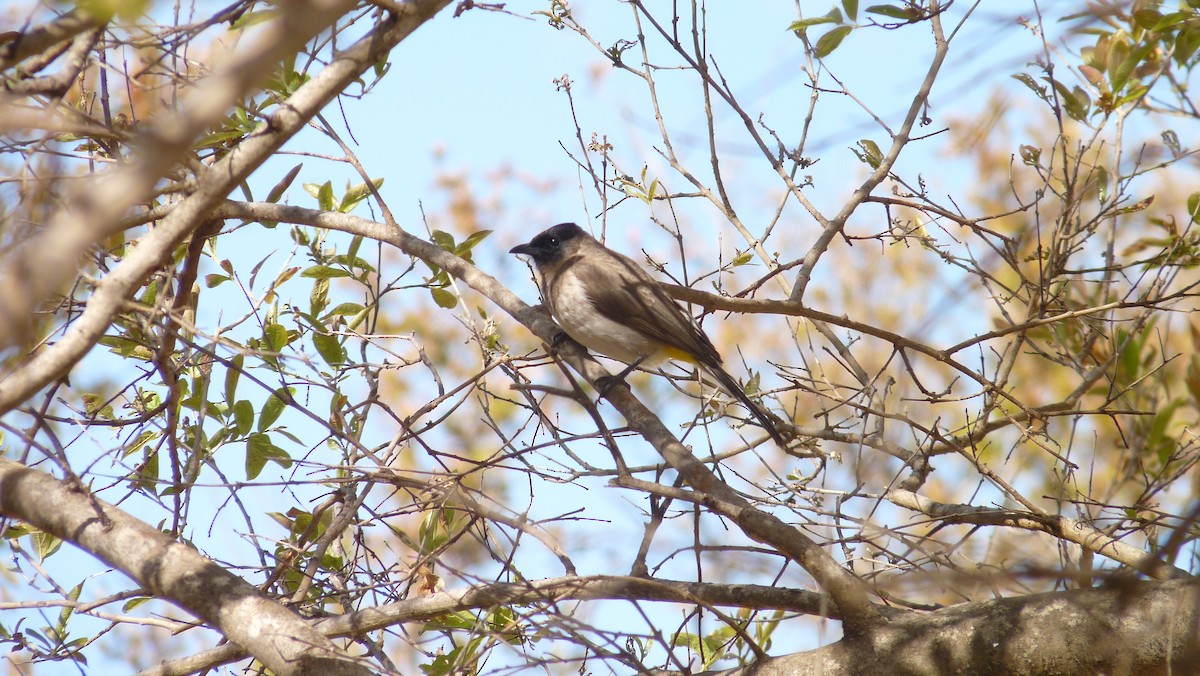 Common Bulbul - Martien Prins