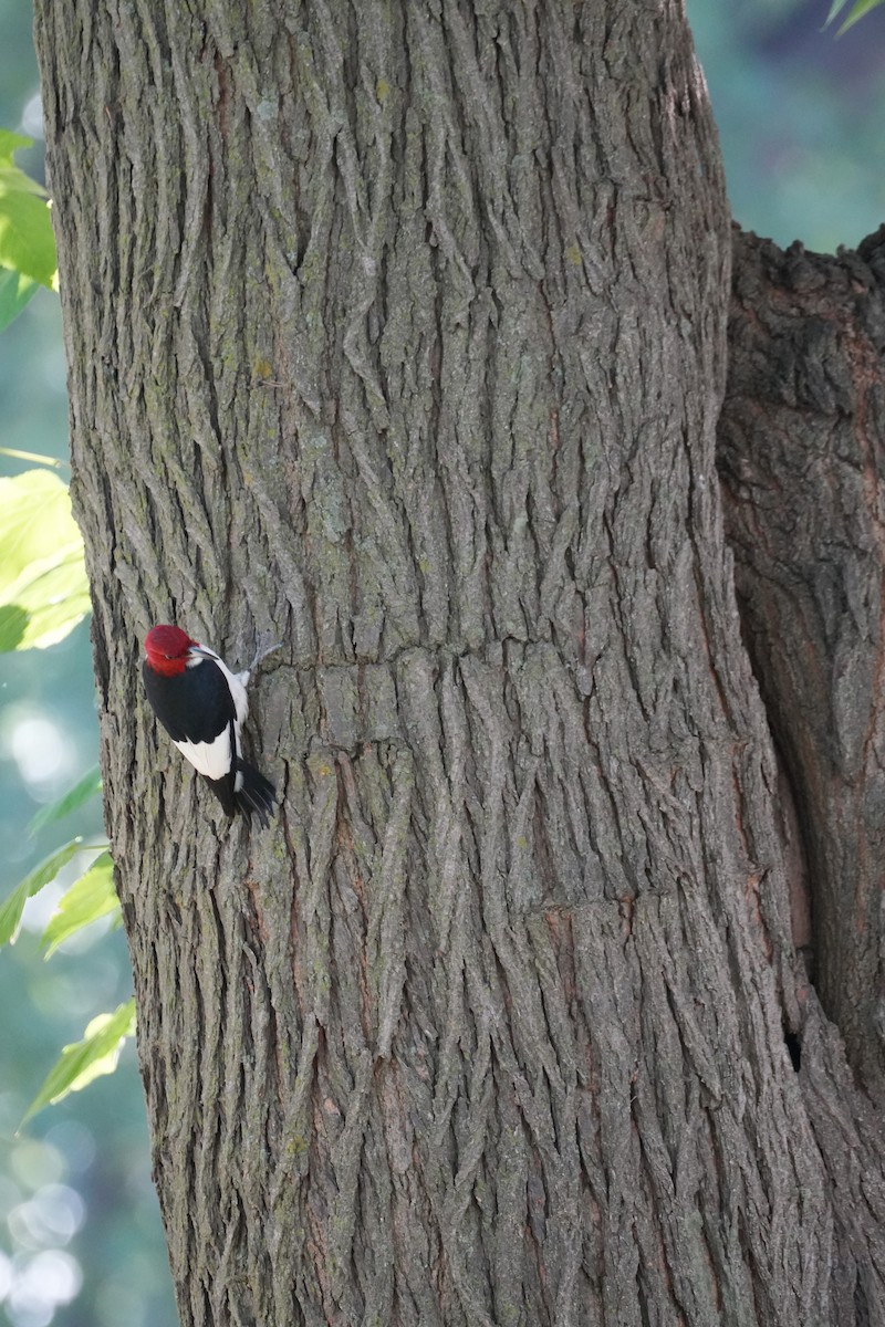 Red-headed Woodpecker - Will Cihula
