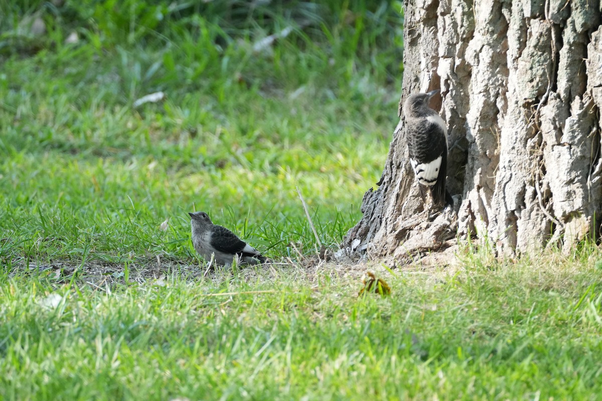 Red-headed Woodpecker - ML608390668