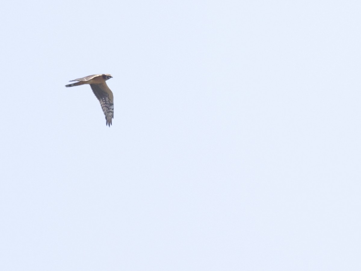 Pallid Harrier - ML608390708