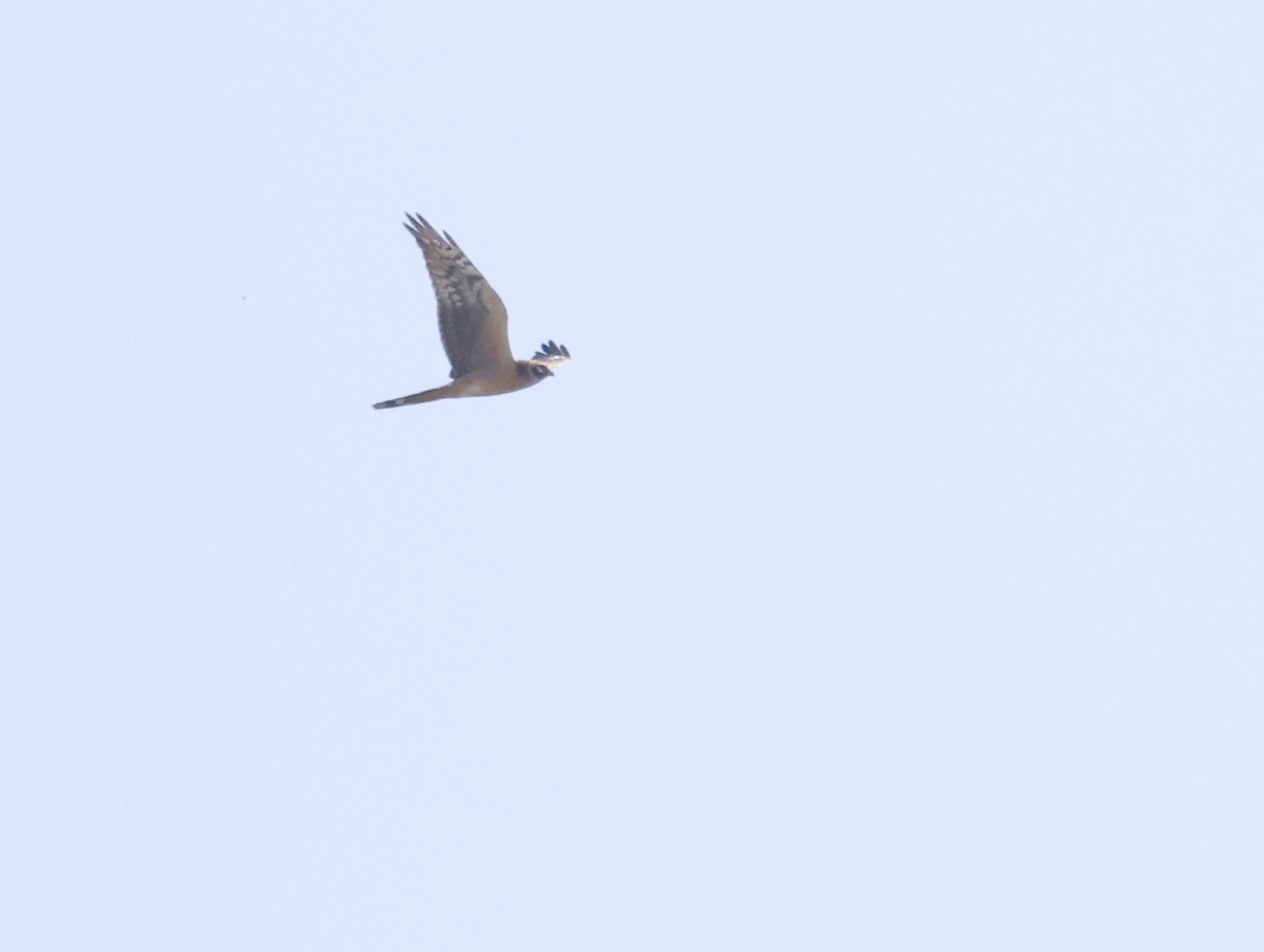 Pallid Harrier - ML608390709