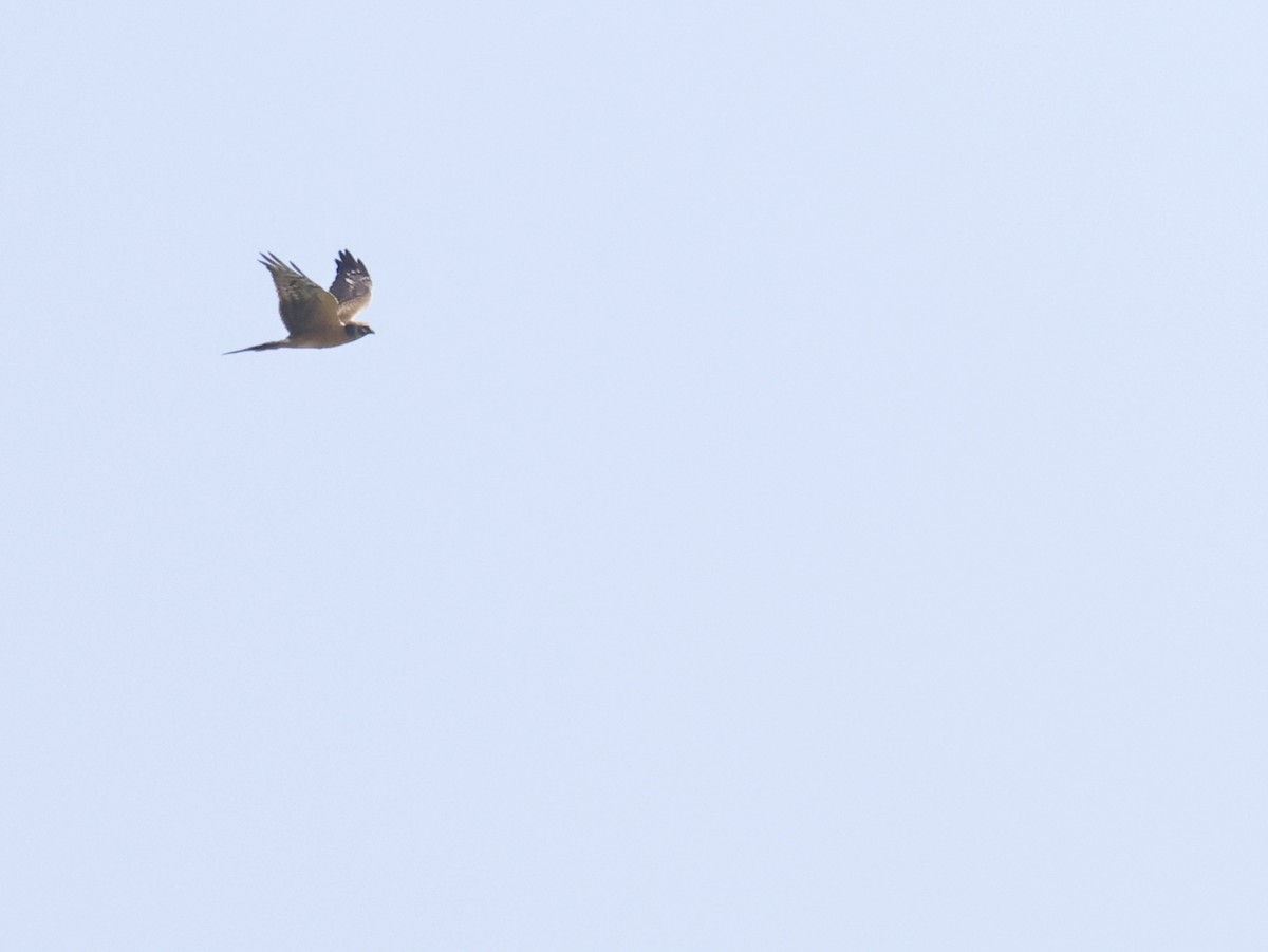 Pallid Harrier - ML608390710